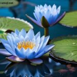 Blue Lotus Flower Near Me